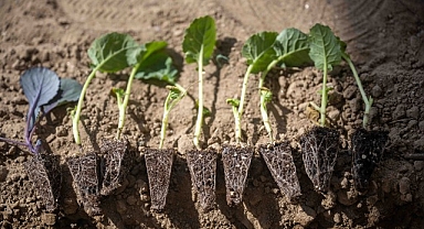 Bornova’da minik eller toprakla buluştu