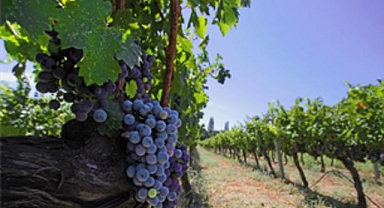 İzmir bağcılık mirasını koruyan Iter Vitis Rotası’na katıldı