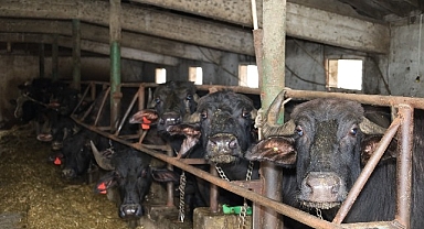 Kocaeli’de manda sayısı Büyükşehir’in desteğiyle artıyor